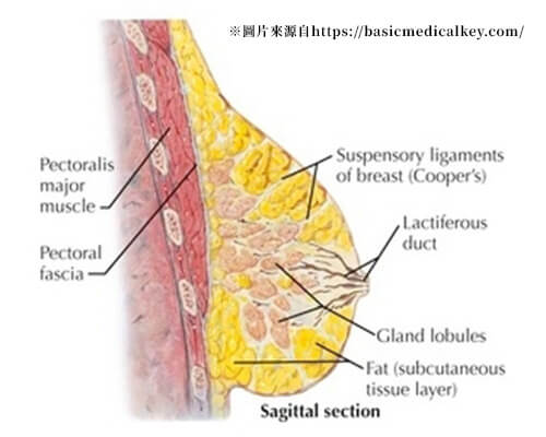 側面解剖圖了解乳房結構，醫師會保留主要乳管與開口結構，以確保哺乳功能不受影響