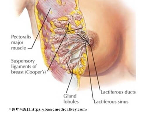 乳房基本構造認識，正面角度解析乳房內部構造