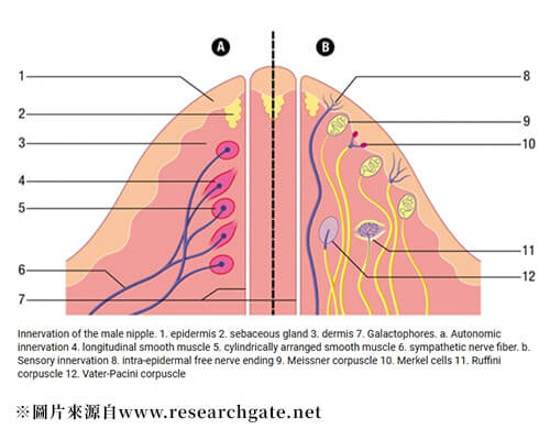 乳房部位神經分布示意圖，解釋乳頭整形手術不會傷及感覺神經主幹