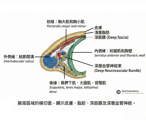 副乳手術前一定要做超音波?腋下淋巴結腫大是副乳嗎?