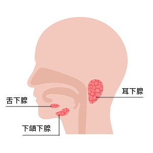 圖示說明人體三大唾腺的分布位置，其中位於下巴附近的下頷下腺與雙下巴的形成關係密切