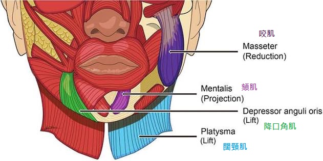 肉毒拉提下半臉,擴頸肌肉毒,頸闊肌肉毒,肉毒擴頸肌,肉毒拉提多久有效